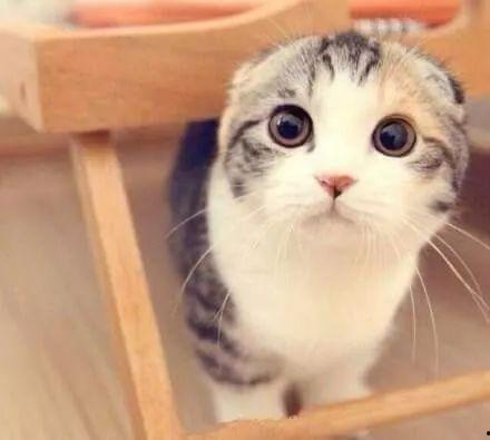 折耳猫娱乐吃瓜君