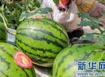 娱乐吃瓜资料来源于什么,揭秘娱乐圈吃瓜资料的来源与传播